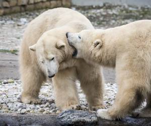 Tallinn Zoo Free Entry - Tallinn, Estonia. Visit Tallinn Zoo and see the polar bears with free entry tickets - Book your family-friendly adventure with Tallinn Card.