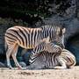 Tallinn Card - Free Entrance to Tallinn Zoo - Zebras - Tallinn, Estonia. Enjoy a free entrance to Tallinn Zoo and see the zebras - Explore wildlife with Tallinn Card.